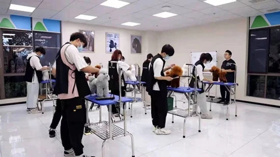 宠物行业急需36.8万专业人才。如何做一个「宠物医生」?